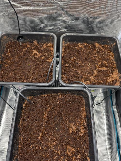 Fast Buds Run 🏽. Week 0 - 03.01.26