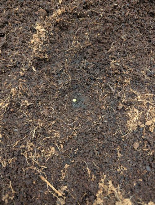 Fast Buds Run 🏽. Week 0 - 03.01.26