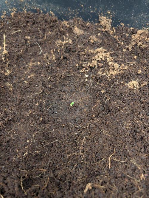 Fast Buds Run 🏽. Week 0 - 03.01.26