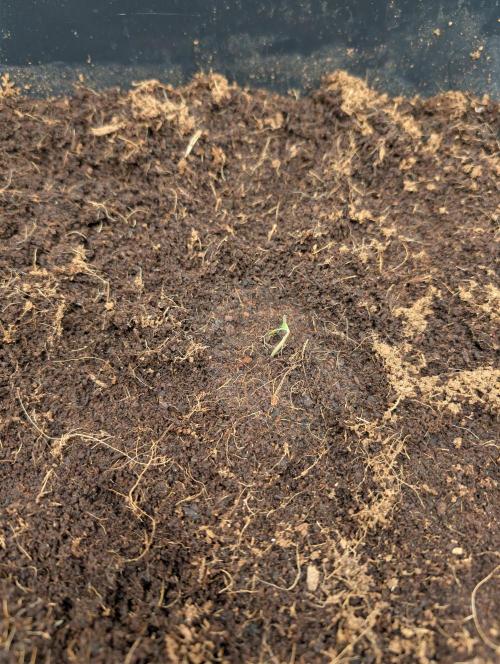 Fast Buds Run 🏽. Week 0 - 03.01.26