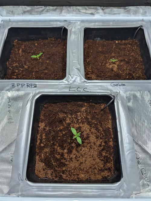 Fast Buds Run 🏽. Week 0 - 13.01.26