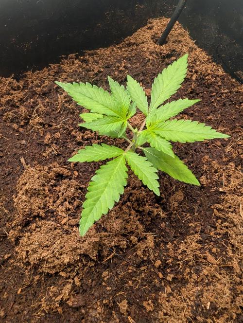 [3rd Grow] First Fast Buds Run. Week 2 - L. C. C - Top View 
after being topped 
