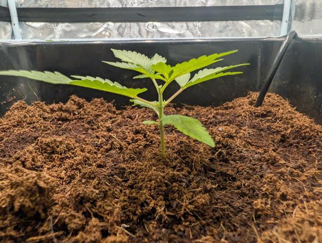 [3rd Grow] First Fast Buds Run. Week 2 - L. C. C - Side View
