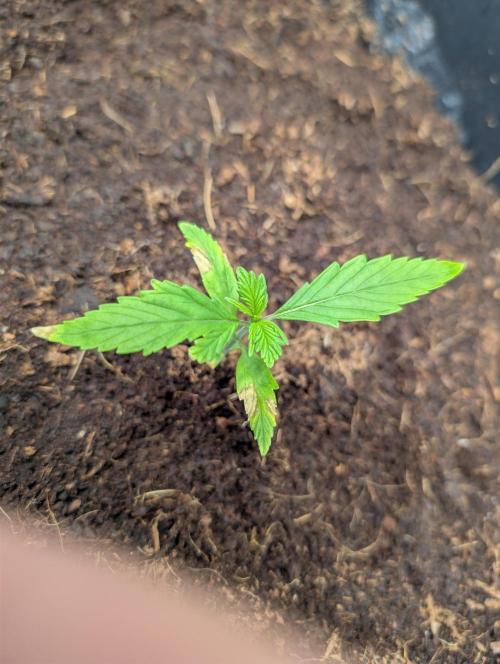 [3rd Grow] First Fast Buds Run. Week 2 - Gelato - Top View
