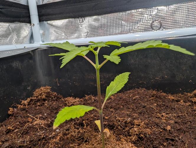 [3rd Grow] First Fast Buds Run. Week 2 - B. P. P - Side View