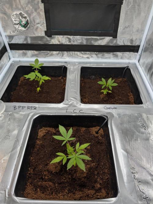 [3rd Grow] First Fast Buds Run. Week 3 - 31.01.26