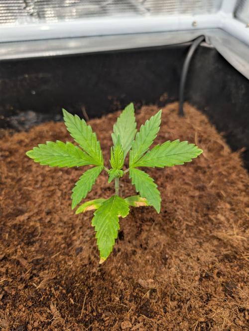 [3rd Grow] First Fast Buds Run. Week 3 - Gelato 
31.01.26