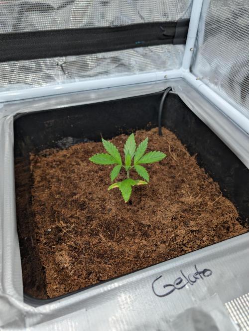 [3rd Grow] First Fast Buds Run. Week 3 - Gelato 
31.01.26