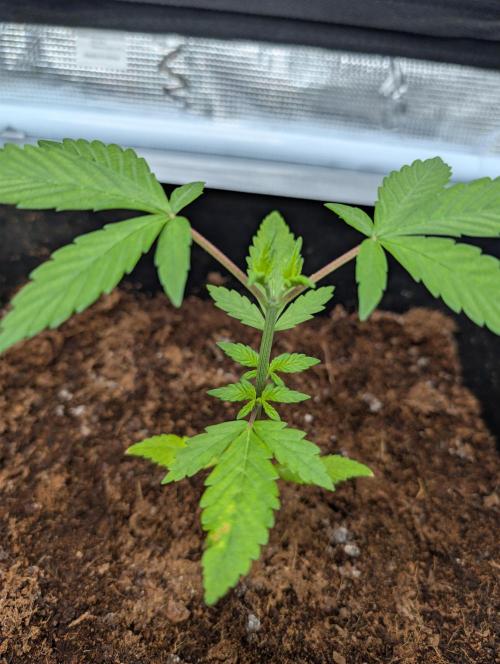 [3rd Grow] First Fast Buds Run. Week 3 - B. P. P RF3
31.01.26