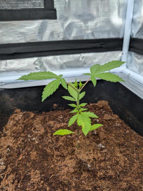 [3rd Grow] First Fast Buds Run. Week 3 - B. P. P RF3
31.01.26