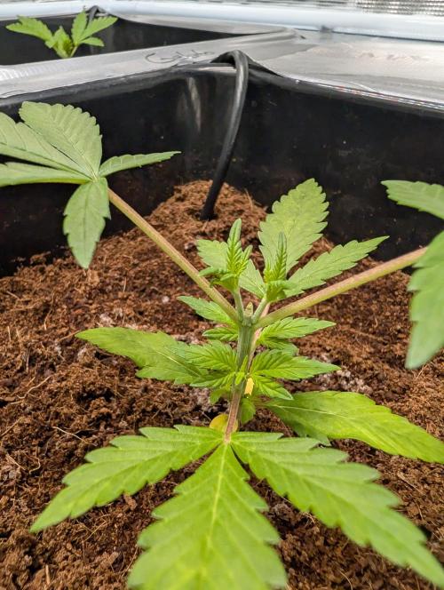 [3rd Grow] First Fast Buds Run. Week 3 - L. C. C
31.01.26