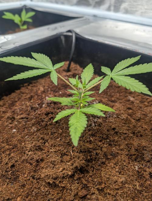 [3rd Grow] First Fast Buds Run. Week 3 - L. C. C 
31.01.26