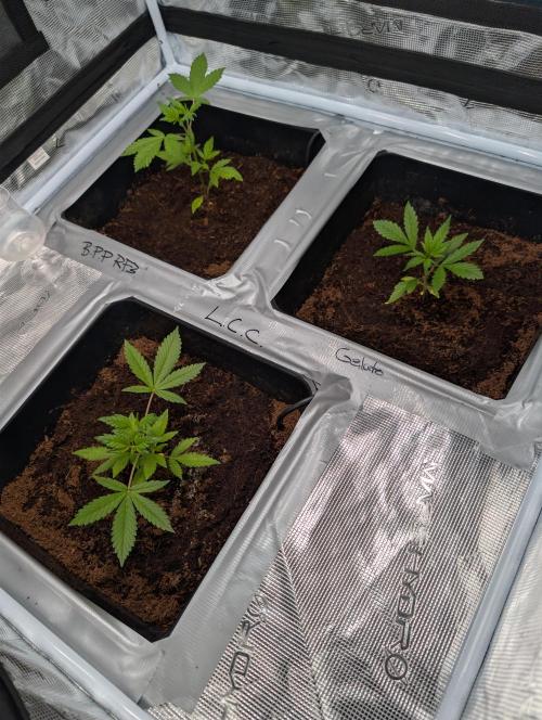 [3rd Grow] First Fast Buds Run. Week 3 - 02.02.26