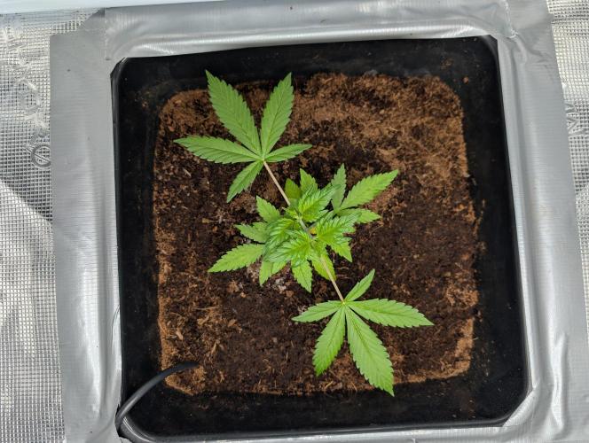 [3rd Grow] First Fast Buds Run. Week 3 - L. C. C
02.02.26
