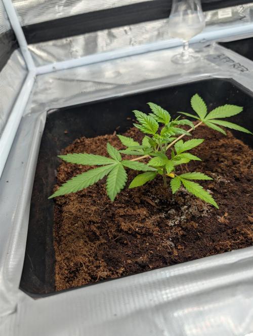 [3rd Grow] First Fast Buds Run. Week 3 - L. C. C
02.02.26