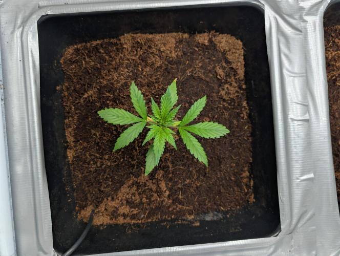 [3rd Grow] First Fast Buds Run. Week 3 - Gelato
02.02.26