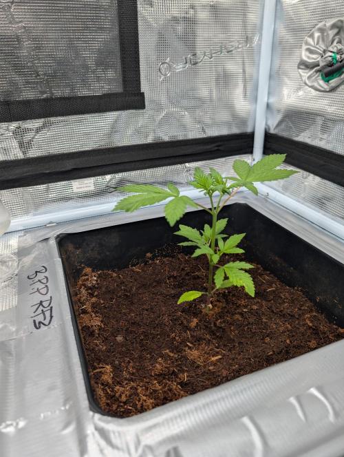 [3rd Grow] First Fast Buds Run. Week 3 - B. P. P RF3
02.02.26