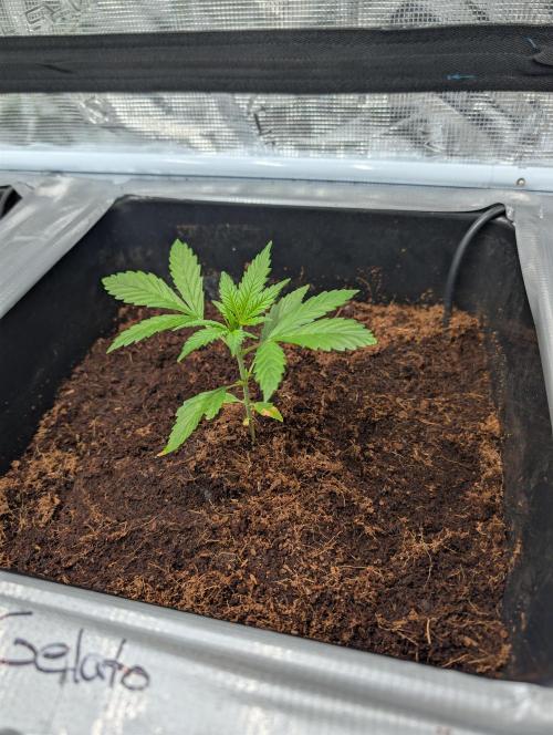 [3rd Grow] First Fast Buds Run. Week 3 - Gelato
02.02.26