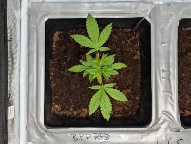 [3rd Grow] First Fast Buds Run. Week 3 - B. P. P RF3
02.02.26
