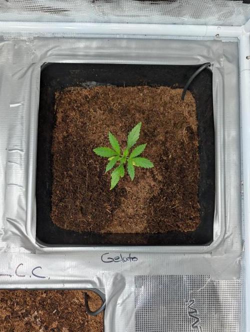 [3rd Grow] First Fast Buds Run. Week 3 - Gelato 
31.01.26