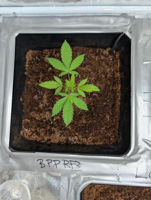 [3rd Grow] First Fast Buds Run. Week 3 - B. P. P RF3 
31.01.26