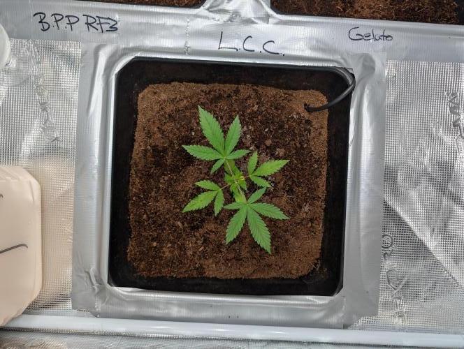 [3rd Grow] First Fast Buds Run. Week 3 - L. C. C
31.01.26 