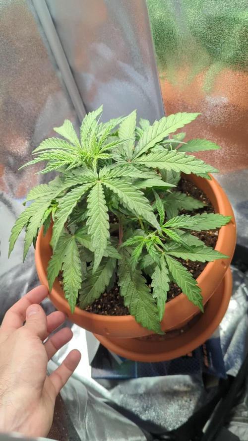 Tangerine Dream Auto- 40x40 Growbox test