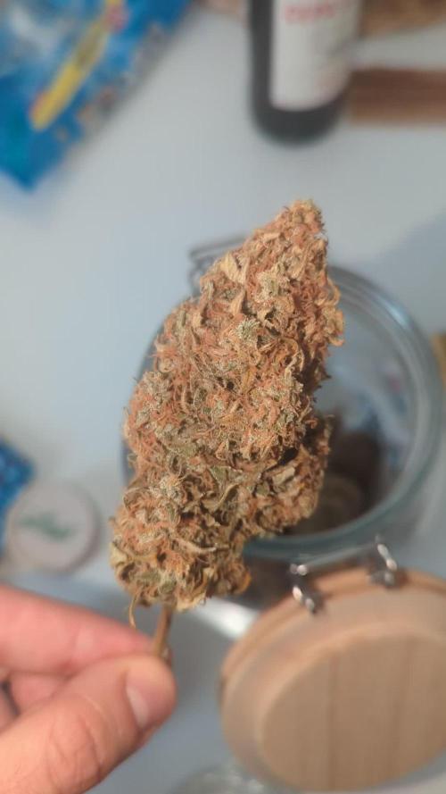 Tangerine Dream Auto- 40x40 Growbox test