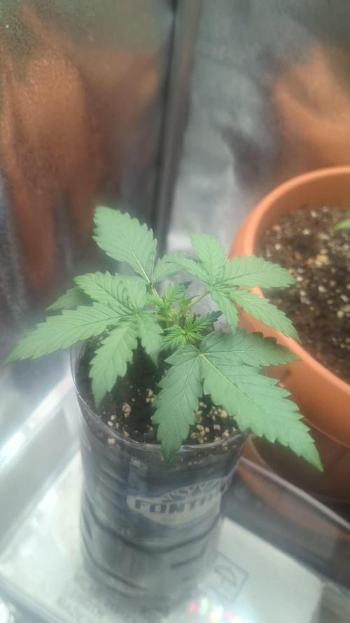 Heavy defoliation and topping 1st test