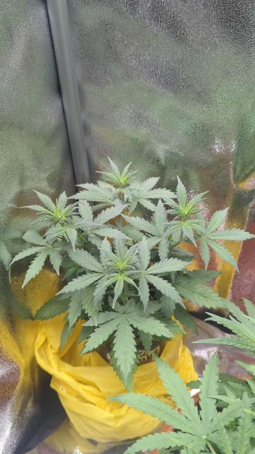 Heavy defoliation and topping 1st test