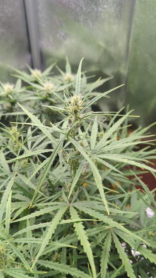 Heavy defoliation and topping 1st test