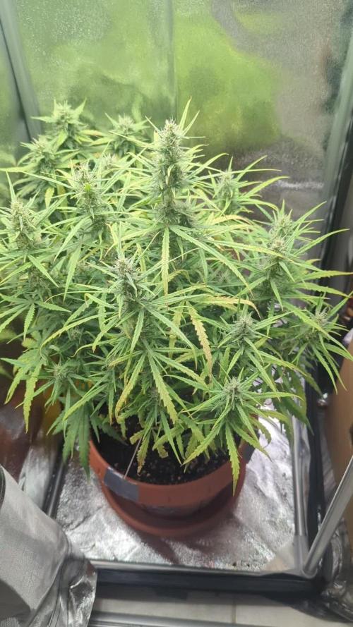 Heavy defoliation and topping 1st test