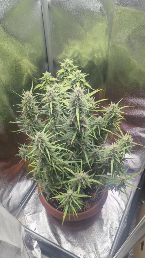 Heavy defoliation and topping 1st test