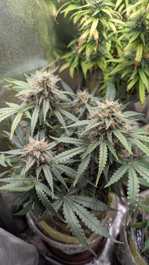 2x Banana OG 40x40 - 1st batch. Week 8