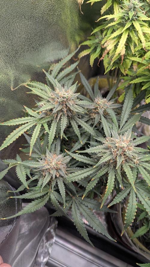 2x Banana OG 40x40 - 1st batch. Week 8