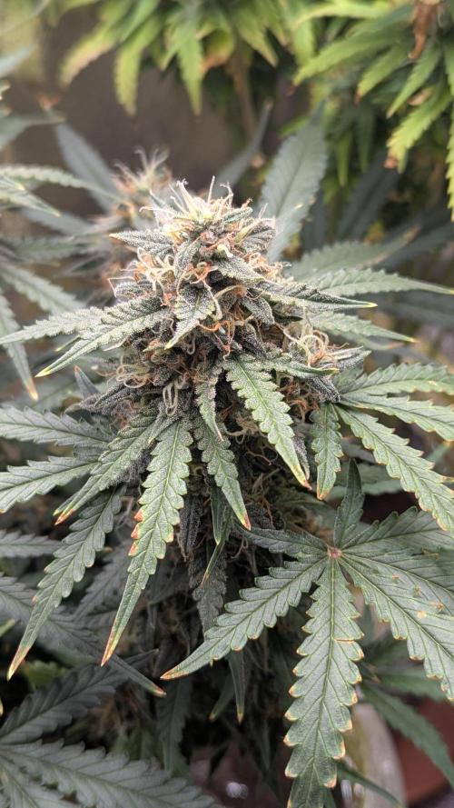 2x Banana OG 40x40 - 1st batch. Week 8