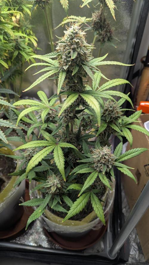 2x Banana OG 40x40 - 1st batch. Week 8