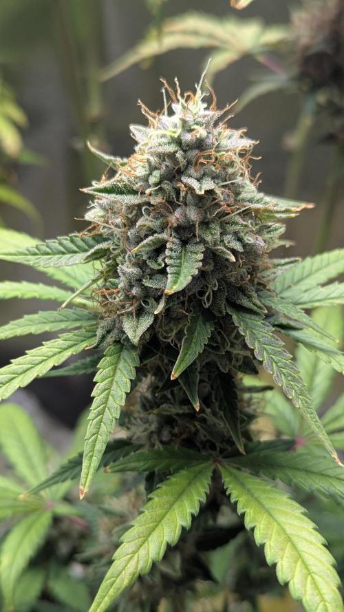 2x Banana OG 40x40 - 1st batch. Week 8