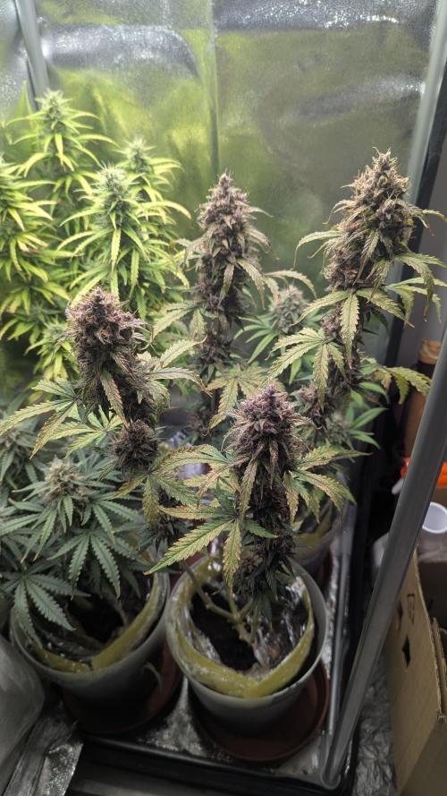 1 x Lemon Cherry 40x40 - 1st batch. Week 8