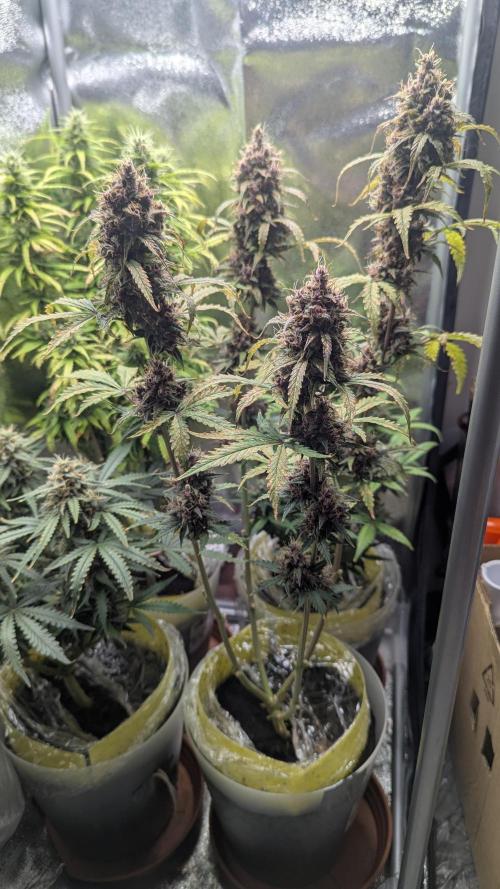 1 x Lemon Cherry 40x40 - 1st batch. Week 8