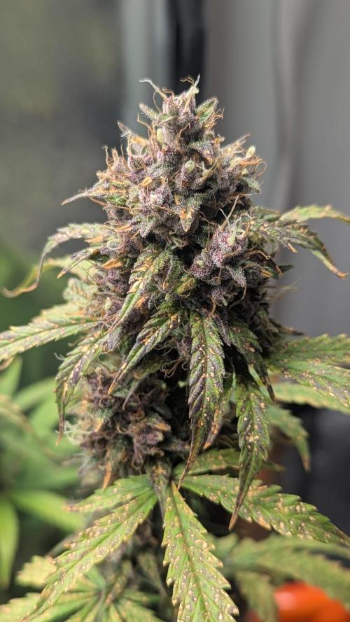 1 x Lemon Cherry 40x40 - 1st batch. Week 8