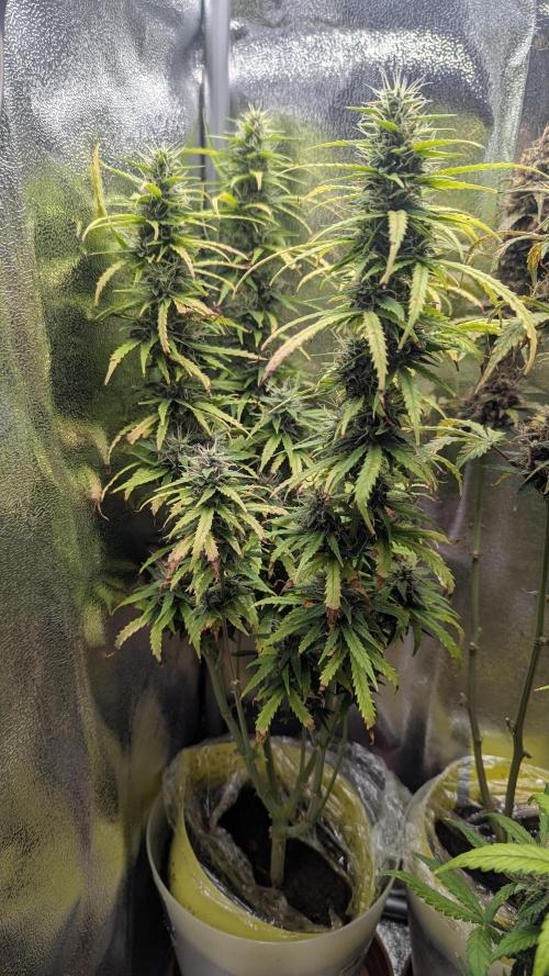 1 x Super Boof 40x40 - 1st batch. Week 8