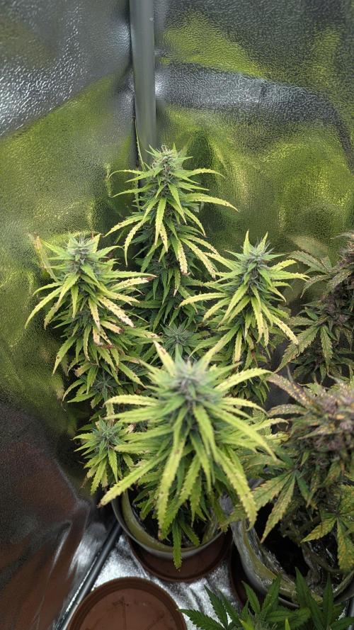 1 x Super Boof 40x40 - 1st batch. Week 8