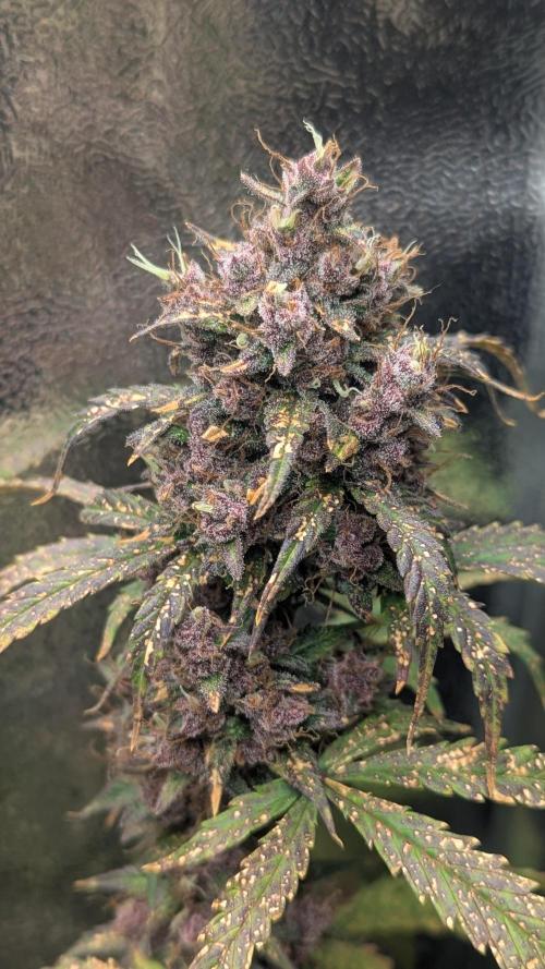 1 x Lemon Cherry 40x40 - 1st batch. Week 9