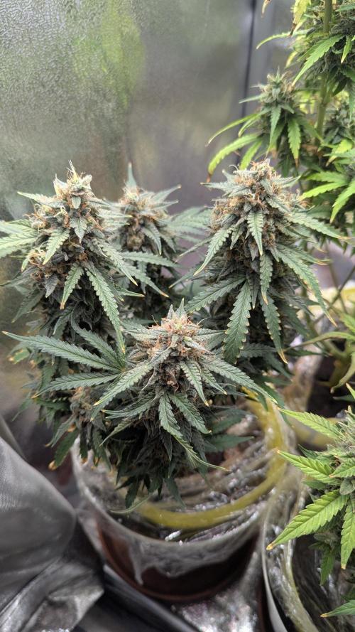 2x Banana OG 40x40 - 1st batch. Week 9