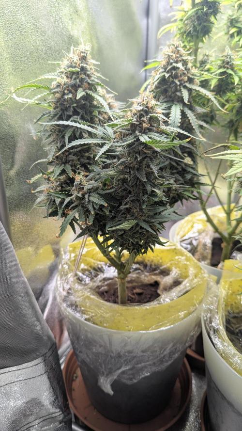 2x Banana OG 40x40 - 1st batch. Week 9