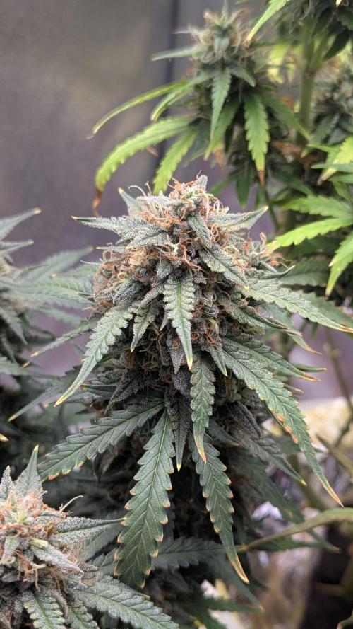 2x Banana OG 40x40 - 1st batch. Week 9