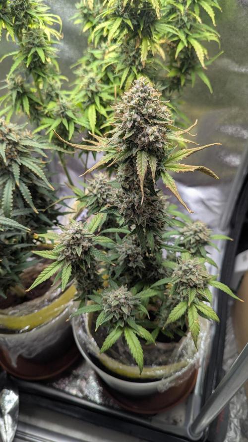 2x Banana OG 40x40 - 1st batch. Week 9