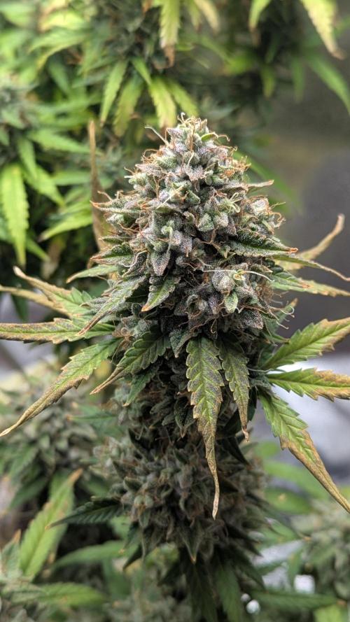 2x Banana OG 40x40 - 1st batch. Week 9