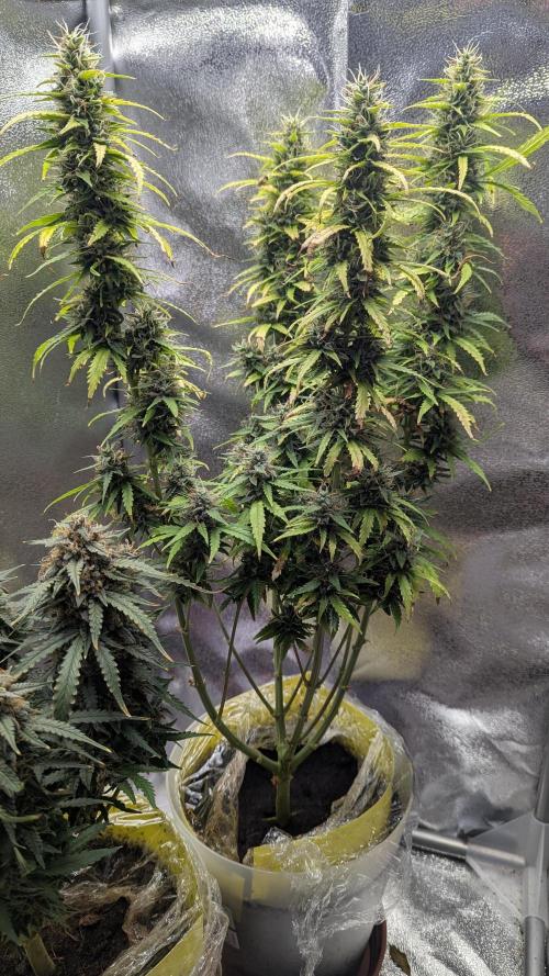 1 x Super Boof 40x40 - 1st batch. Week 9